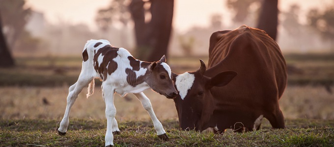 Detail Gambar Anak Sapi Nomer 46