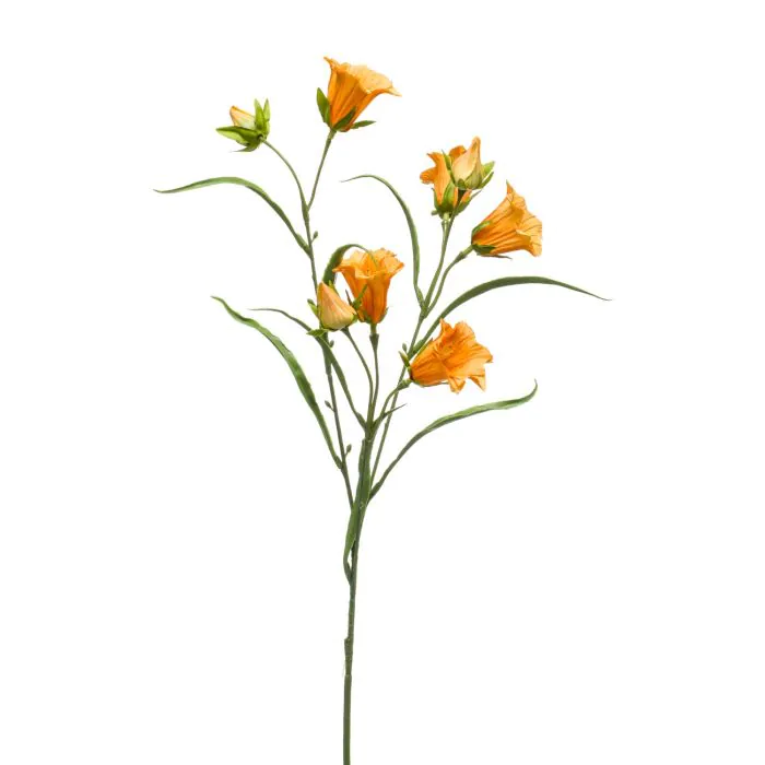 Detail Glockenblume Orange Nomer 6
