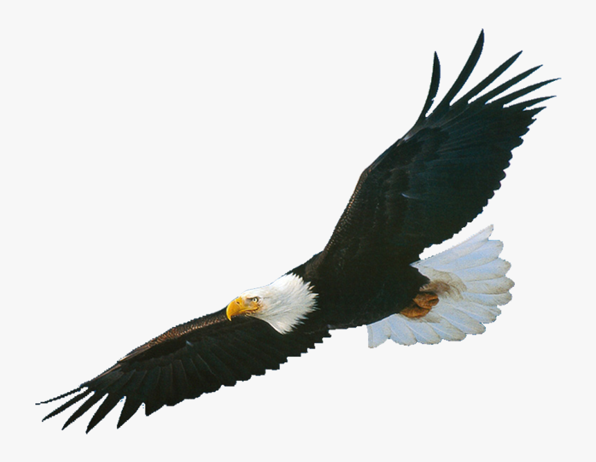 Detail Hanseatic Eagles Nomer 14
