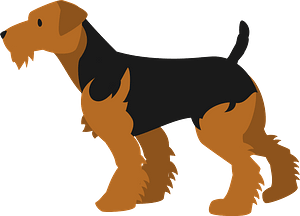 Detail Scottish Welsh Terrier Nomer 11