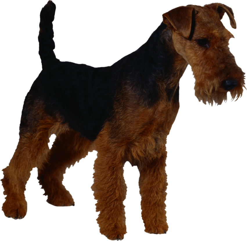 Detail Scottish Welsh Terrier Nomer 23