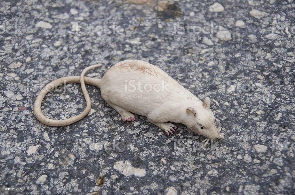 Detail Gambar Anak Tikus Nomer 42