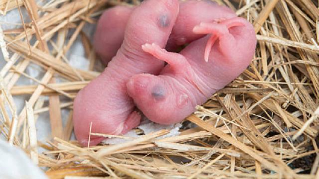 Gambar Anak Tikus Baru Lahir - KibrisPDR