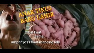 Detail Gambar Anak Tikus Baru Lahir Nomer 12