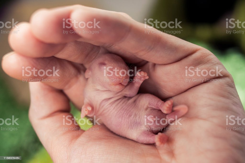 Detail Gambar Anak Tikus Baru Lahir Nomer 16