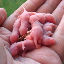 Detail Gambar Anak Tikus Baru Lahir Nomer 23