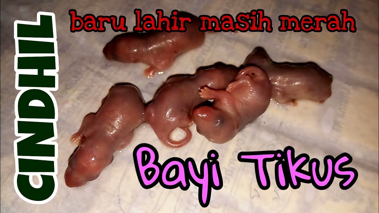 Detail Gambar Anak Tikus Baru Lahir Nomer 29