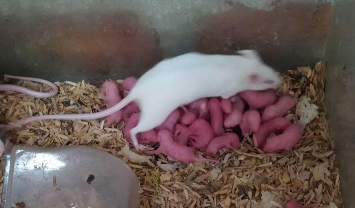 Detail Gambar Anak Tikus Baru Lahir Nomer 31