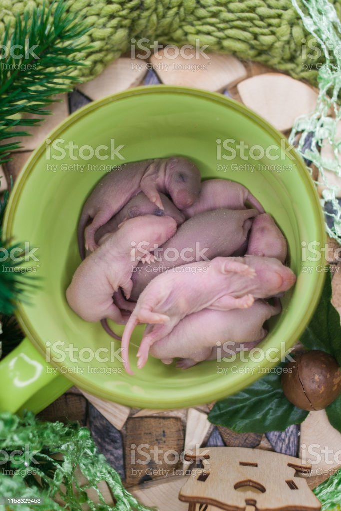 Detail Gambar Anak Tikus Baru Lahir Nomer 38