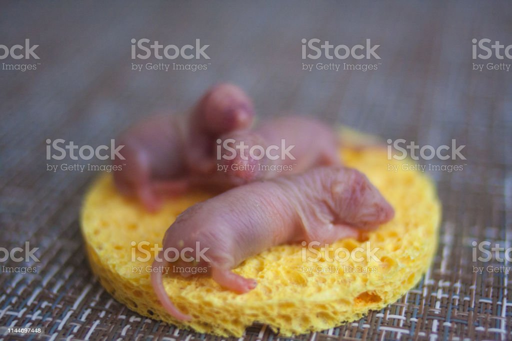 Detail Gambar Anak Tikus Baru Lahir Nomer 42
