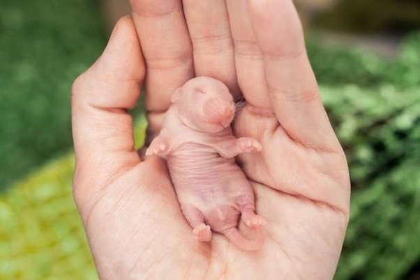 Detail Gambar Anak Tikus Baru Lahir Nomer 44