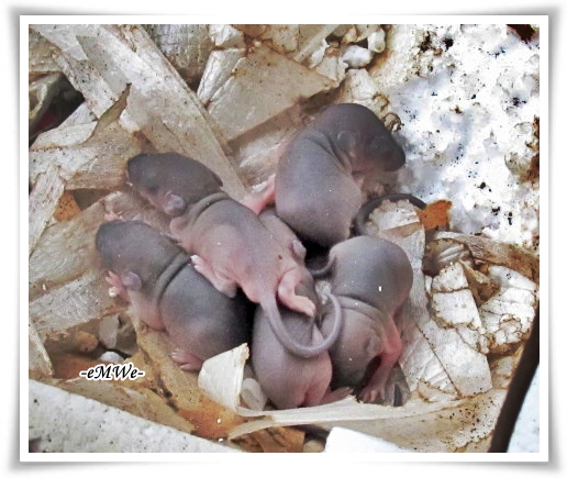 Detail Gambar Anak Tikus Baru Lahir Nomer 53