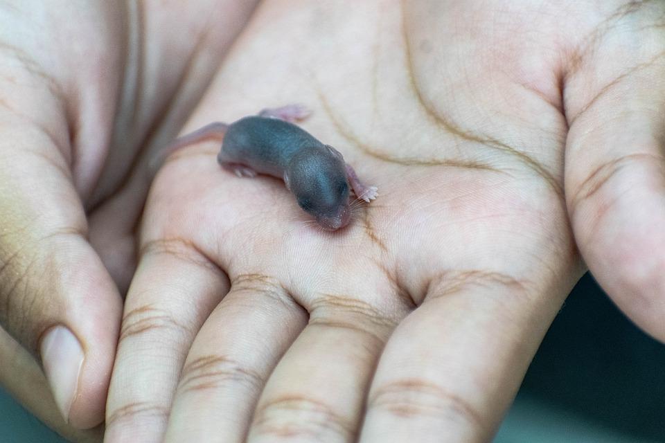 Detail Gambar Anak Tikus Baru Lahir Nomer 8