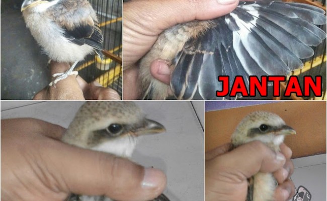 Detail Gambar Anakan Cendet Jantan Betina Nomer 12