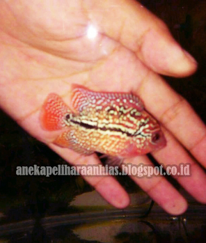 Detail Gambar Anakan Ikan Louhan Yang Bagus Nomer 25