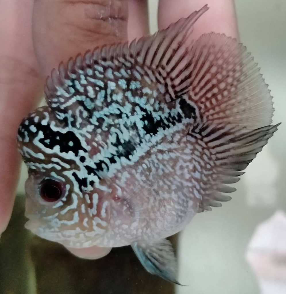 Detail Gambar Anakan Ikan Louhan Yang Bagus Nomer 38