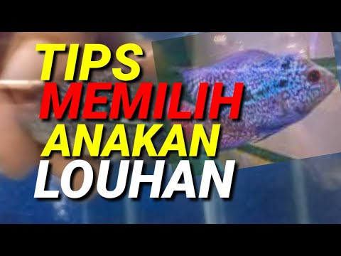 Detail Gambar Anakan Ikan Louhan Yang Bagus Nomer 55