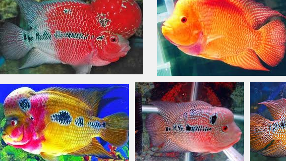 Detail Gambar Anakan Ikan Louhan Yang Bagus Nomer 7