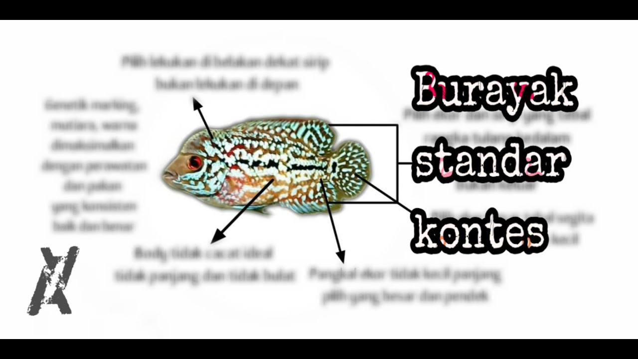 Detail Gambar Anakan Ikan Louhan Yang Bagus Nomer 10