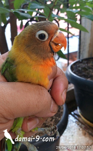 Detail Gambar Anakan Lovebird Umur 1 Bulan Nomer 15