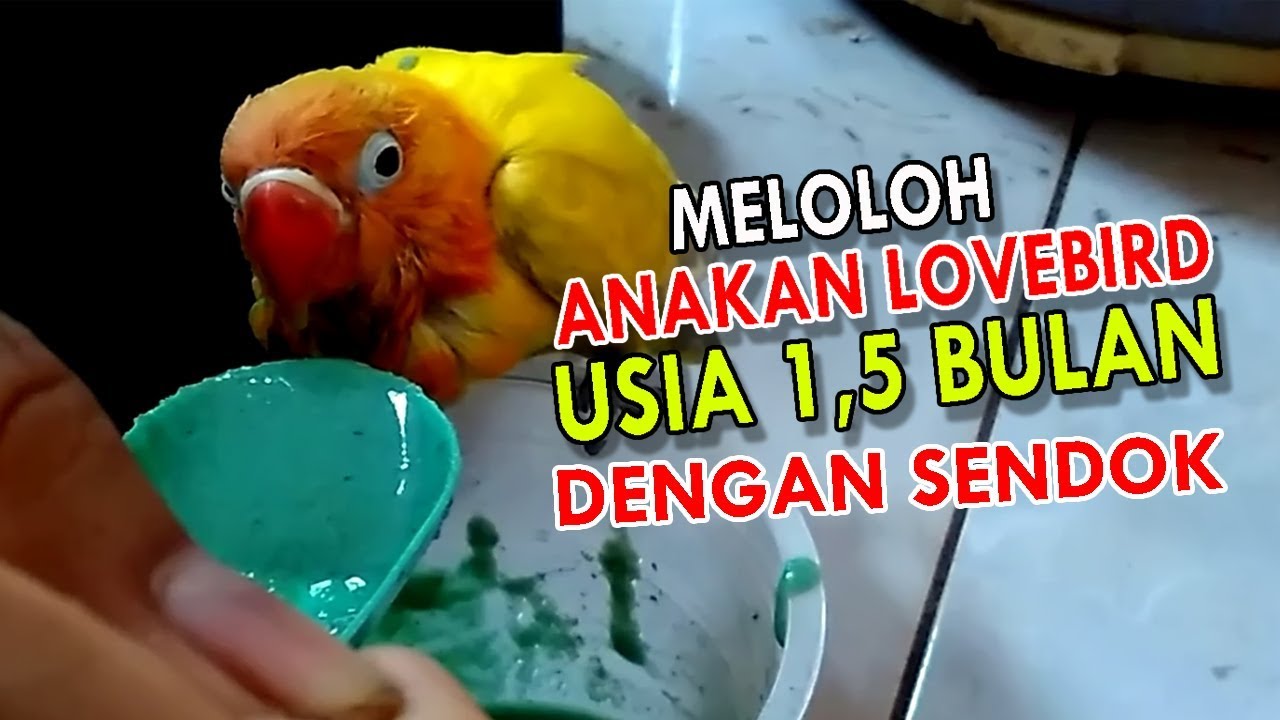 Detail Gambar Anakan Lovebird Umur 1 Bulan Nomer 4