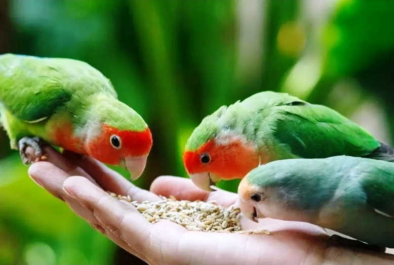 Detail Gambar Anakan Lovebird Umur 1 Bulan Nomer 36