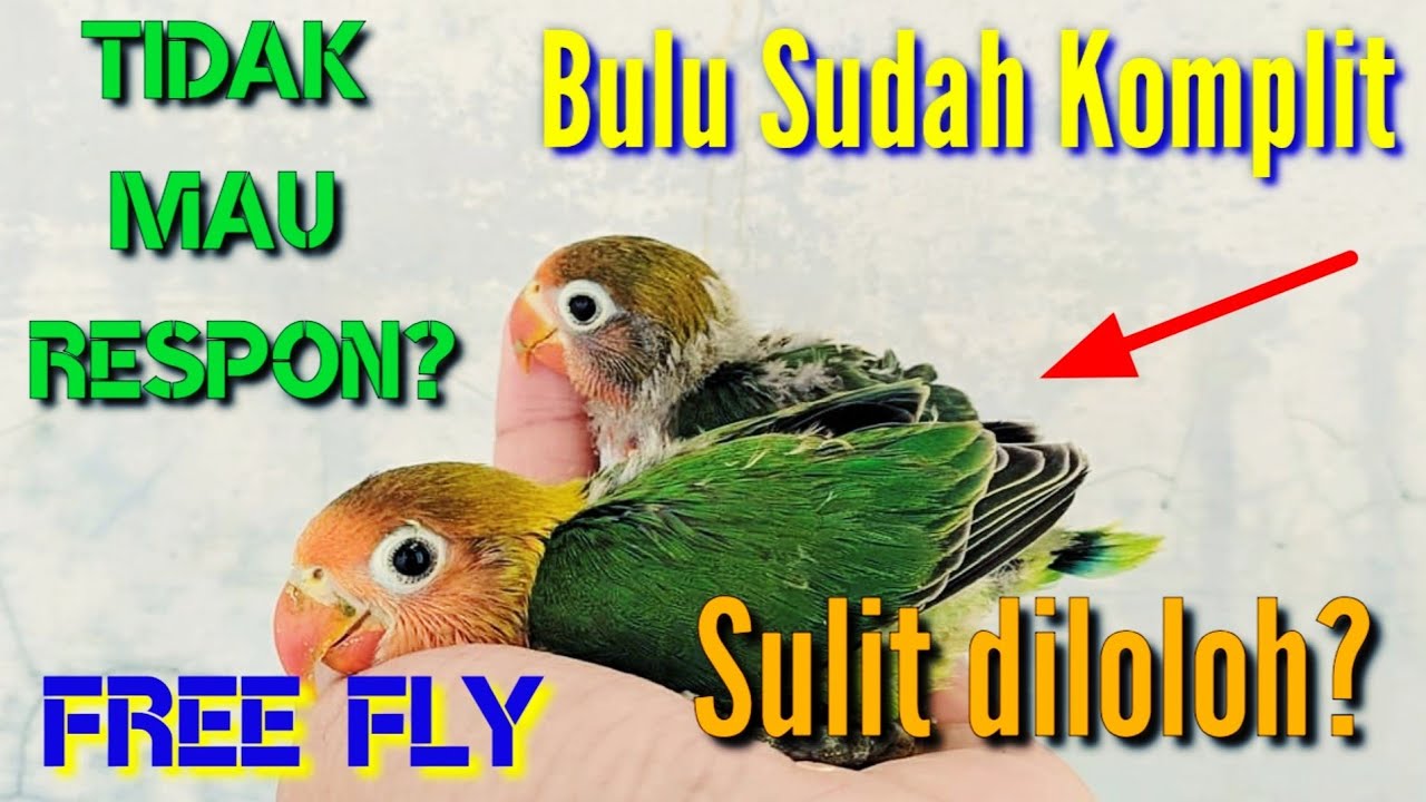 Detail Gambar Anakan Lovebird Umur 1 Bulan Nomer 5