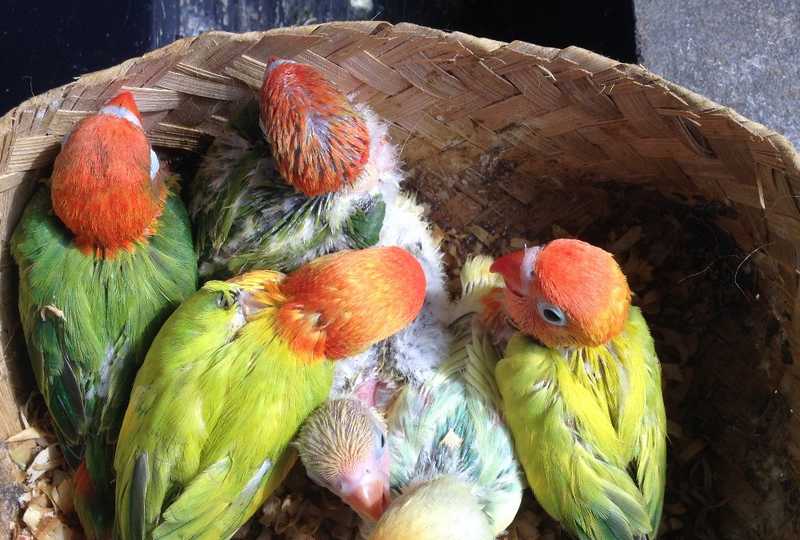 Detail Gambar Anakan Lovebird Umur 1 Bulan Nomer 51