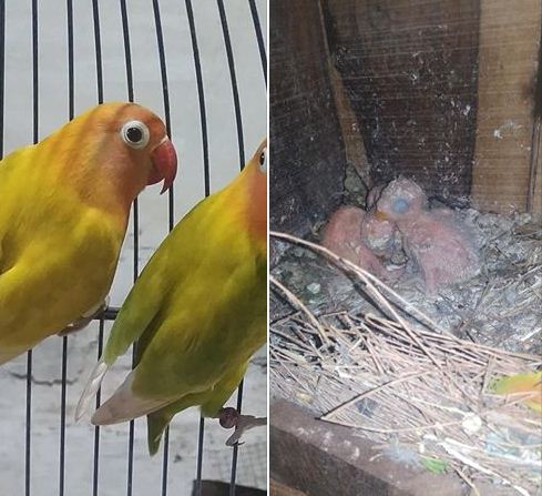 Detail Gambar Anakan Lovebird Umur 1 Bulan Nomer 54