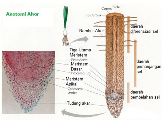 Detail Gambar Anatomi Akar Nomer 21