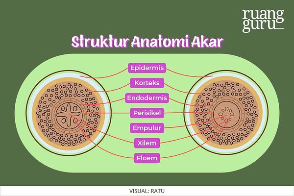 Detail Gambar Anatomi Akar Nomer 22