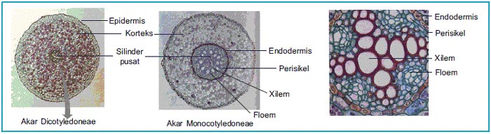 Detail Gambar Anatomi Akar Nomer 24