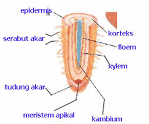 Detail Gambar Anatomi Akar Nomer 32