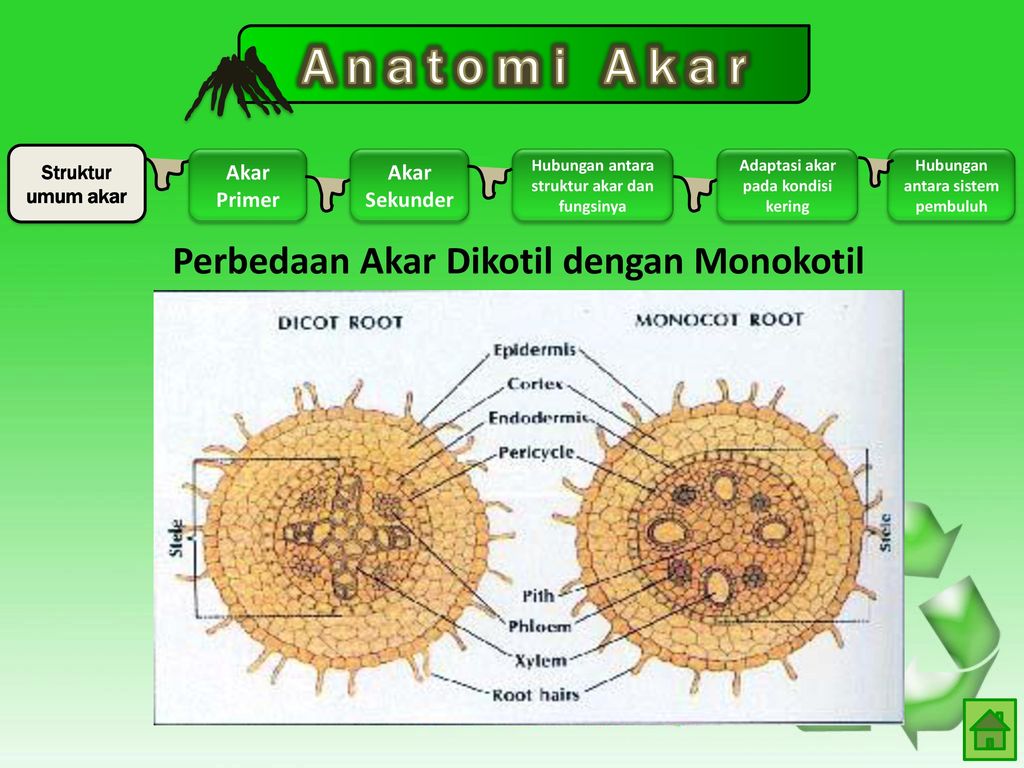 Detail Gambar Anatomi Akar Nomer 41