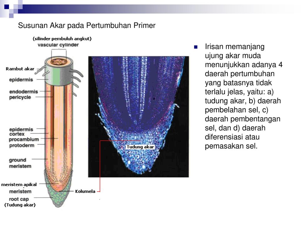 Detail Gambar Anatomi Akar Nomer 45