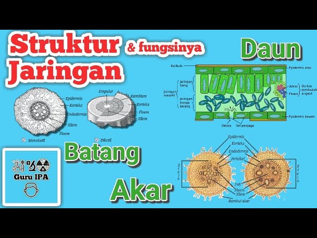 Detail Gambar Anatomi Akar Batang Dan Daun Nomer 11