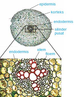 Detail Gambar Anatomi Akar Batang Dan Daun Nomer 14