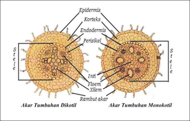 Detail Gambar Anatomi Akar Batang Dan Daun Nomer 17