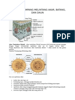 Detail Gambar Anatomi Akar Batang Dan Daun Nomer 18