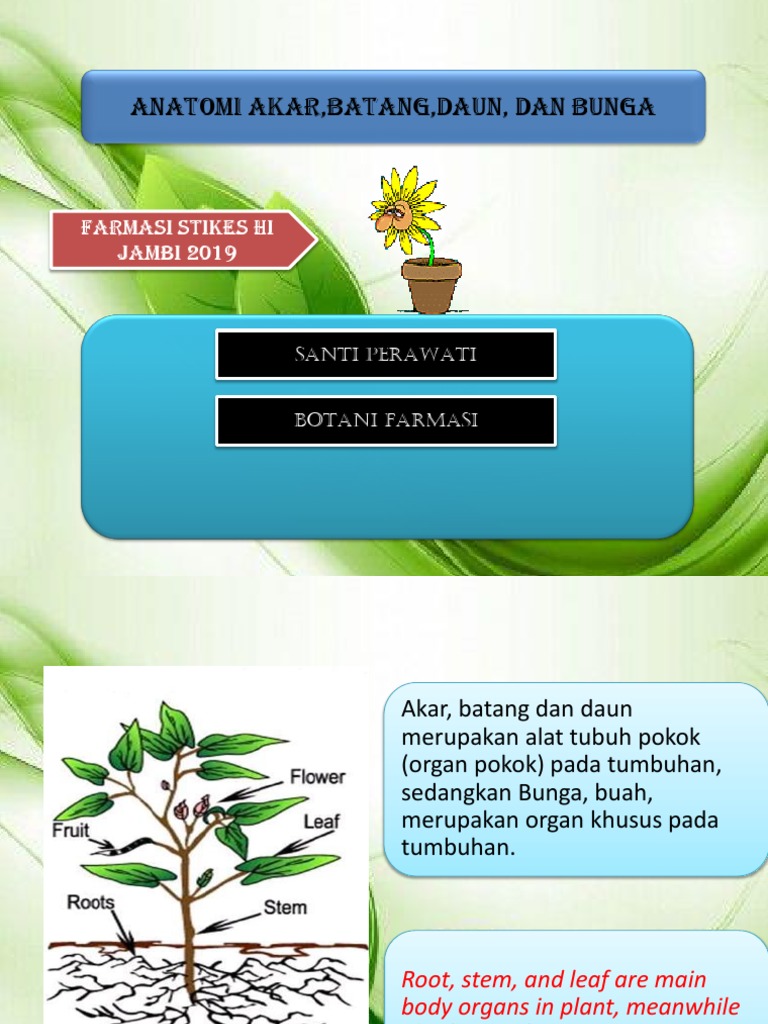 Detail Gambar Anatomi Akar Batang Dan Daun Nomer 27