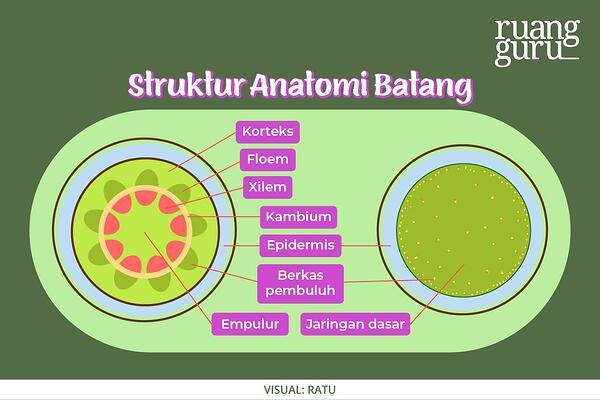 Detail Gambar Anatomi Akar Batang Dan Daun Nomer 34