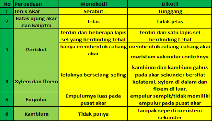 Detail Gambar Anatomi Akar Batang Dan Daun Nomer 47