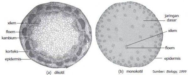 Detail Gambar Anatomi Akar Batang Dan Daun Nomer 49