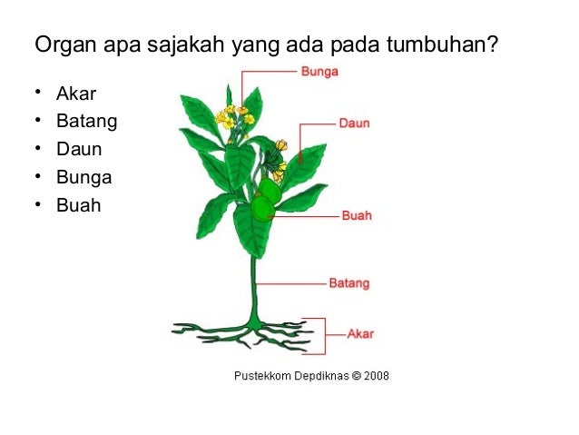 Detail Gambar Anatomi Akar Batang Dan Daun Nomer 50