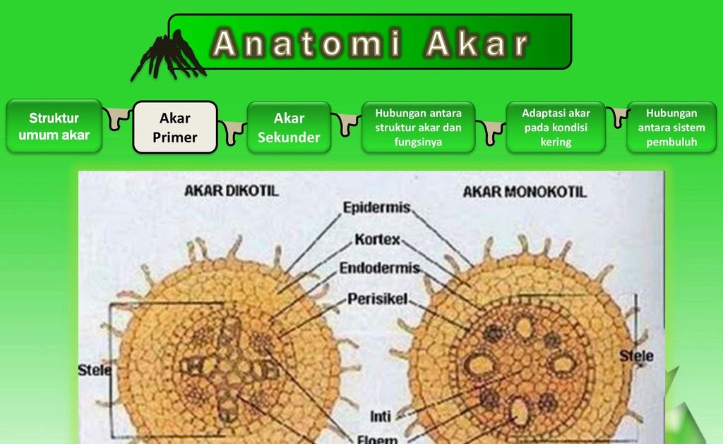 Detail Gambar Anatomi Akar Dikotil Nomer 31