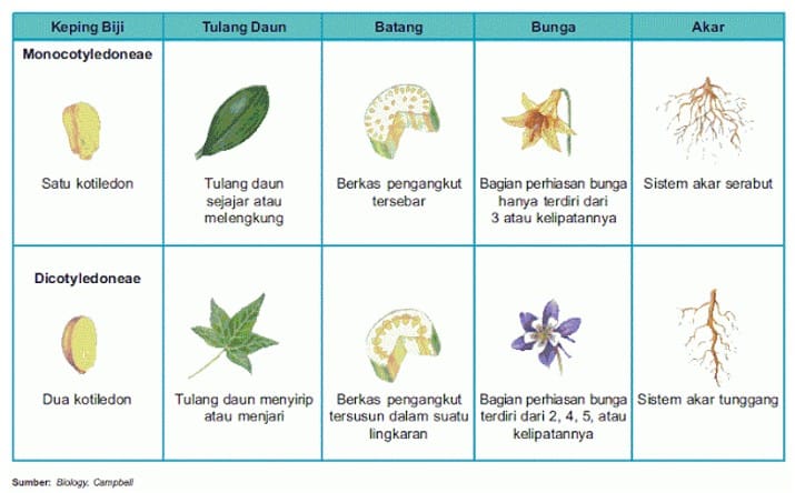 Detail Gambar Anatomi Akar Dikotil Nomer 44