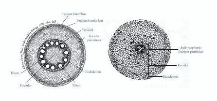 Detail Gambar Anatomi Akar Dikotil Nomer 8