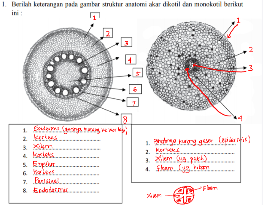 Detail Gambar Anatomi Akar Dikotil Dan Monokotil Nomer 27