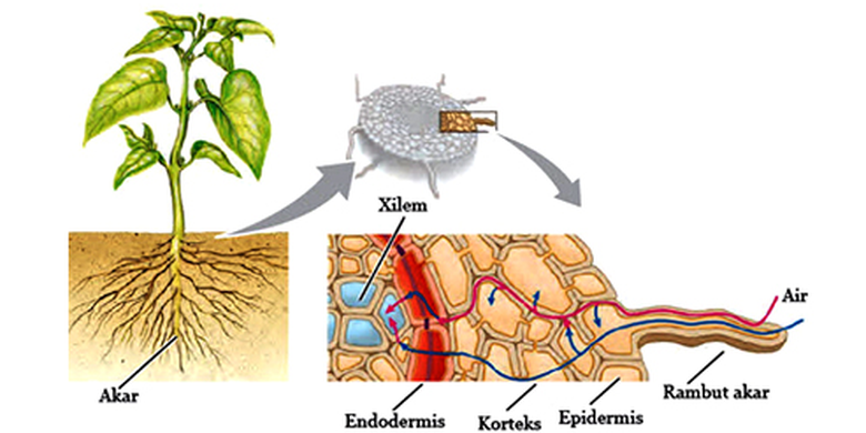 Detail Gambar Anatomi Akar Dikotil Dan Monokotil Nomer 29