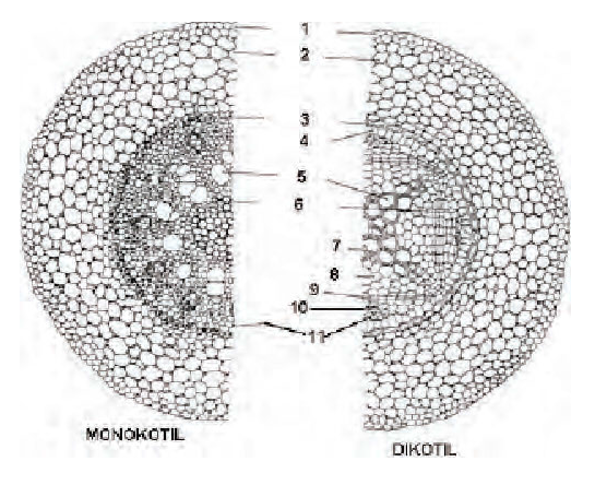 Detail Gambar Anatomi Akar Dikotil Dan Monokotil Nomer 34